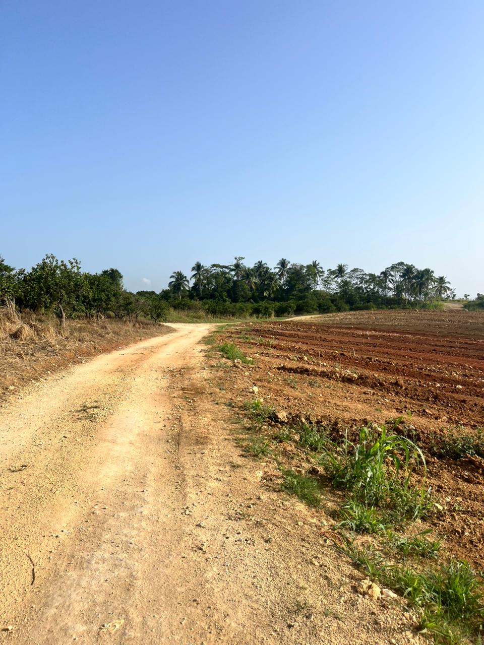 Gravel farm road through Tru Juice Farm